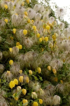 Tangutica Yellow Clematis - 1 Gallon Pot -Plants Sales Store clematis tangutica flowers and seedheads