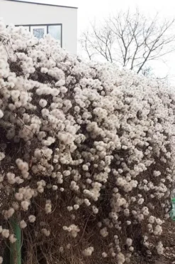 Tangutica Yellow Clematis - 1 Gallon Pot -Plants Sales Store clematis tangutica seedheads winter