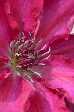 Garland Tekla Clematis - 1 Gallon Pot -Plants Sales Store clematis tekla 1