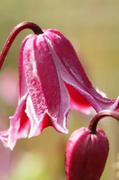 Etioile Rose Clematis - 1 Gallon Pot -Plants Sales Store clematis texensis etoile rose 1