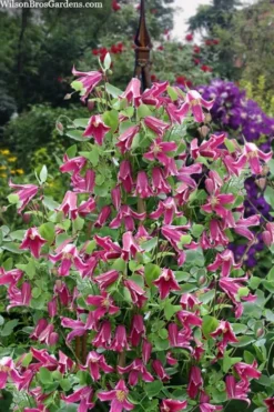 Etioile Rose Clematis - 1 Gallon Pot -Plants Sales Store clematis texensis etoile rose 4