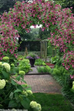 Etioile Rose Clematis - 1 Gallon Pot -Plants Sales Store clematis texensis etoile rose 5