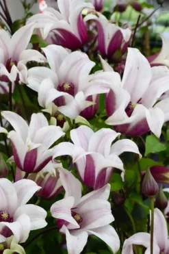 Princess Kate Clematis - 1 Gallon Pot -Plants Sales Store clematis texensis princess kate 14