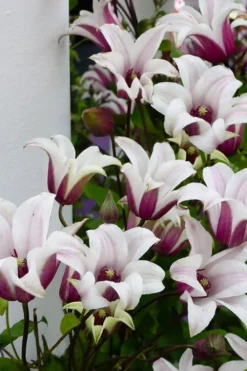 Princess Kate Clematis - 1 Gallon Pot -Plants Sales Store clematis texensis princess kate 15