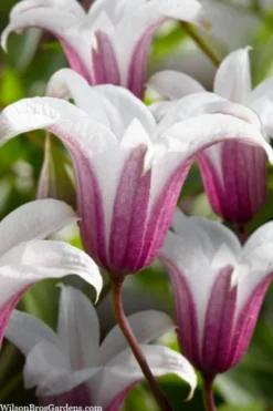 Princess Kate Clematis - 1 Gallon Pot -Plants Sales Store clematis texensis princess kate 23