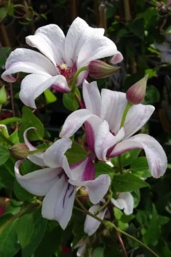 Princess Kate Clematis - 1 Gallon Pot -Plants Sales Store clematis texensis princess kate 5
