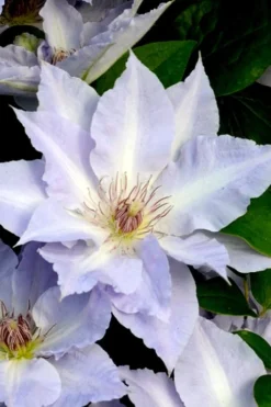Tranquilite Clematis - 1 Gallon Pot -Plants Sales Store clematis tranquilete 3