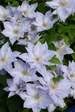Tranquilite Clematis - 1 Gallon Pot -Plants Sales Store clematis tranquilite 11