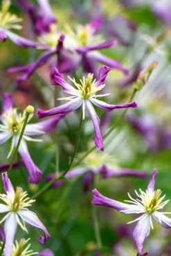 Rubromarginata Fragrant Clematis - 1 Gallon Pot -Plants Sales Store clematis triternata rubromarginata 1