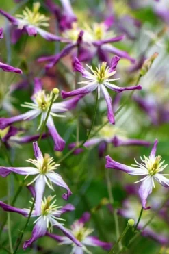Rubromarginata Fragrant Clematis - 1 Gallon Pot -Plants Sales Store clematis triternata rubromarginata 2
