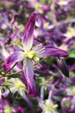 Rubromarginata Fragrant Clematis - 1 Gallon Pot -Plants Sales Store clematis triternata rubromarginata 5