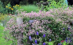 Rubromarginata Fragrant Clematis - 1 Gallon Pot -Plants Sales Store clematis triternata rubromarginata 6