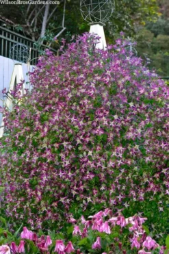 Rubromarginata Fragrant Clematis - 1 Gallon Pot -Plants Sales Store clematis triternata rubromarginata 8