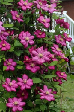 Ville De Lyon Clematis - 1 Gallon Pot -Plants Sales Store clematis ville de lyon 2