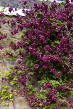 Purpurea Plena Elegans Clematis - 1 Gallon Pot -Plants Sales Store clematis viticella purpurea plena elegans 1