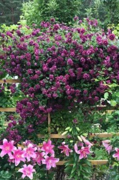 Purpurea Plena Elegans Clematis - 1 Gallon Pot -Plants Sales Store clematis viticella purpurea plena elegans 3