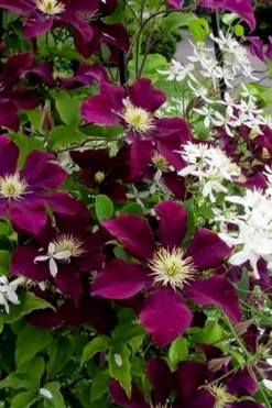Warsaw Nike Clematis - 1 Gallon Pot -Plants Sales Store clematis warsaw nike 11