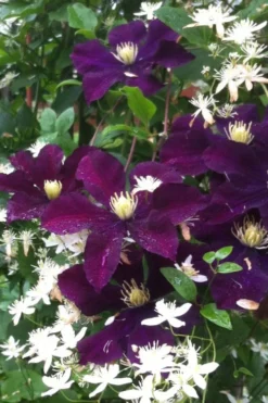 Warsaw Nike Clematis - 1 Gallon Pot -Plants Sales Store clematis warsaw nike 12