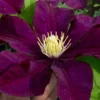 Warsaw Nike Clematis - 1 Gallon Pot