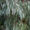Angus Cold Hardy Eucalyptus Tree (Eucalyptus Nicholii) - 3 Quart Pot