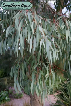 Angus Cold Hardy Eucalyptus Tree (Eucalyptus Nicholii) - Quart Pot -Plants Sales Store eucalyoptus nicholii angus 1 4