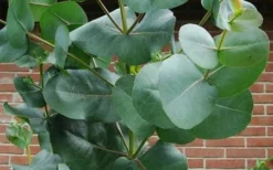 Big O Cold Hardy Eucalyptus Tree (Eucalyptus Neglecta) - 3 Quart Pot -Plants Sales Store eucalyptus bigo leaves 2