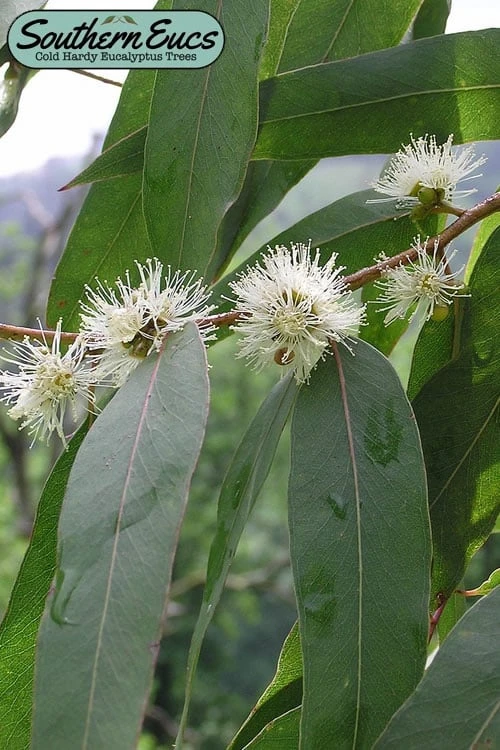 Jersey Girl Cold Hardy Eucalyptus Tree (Eucalyptus Macarthurii) - 3 Gallon Pot 1 Jersey Girl Cold Hardy Eucalyptus Tree (Eucalyptus Macarthurii) - 3 Gallon Pot