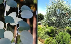 Mappa Tassie Cold Hardy Eucalyptus Tree (Eucalyptus Pauciflora) - 2 Gallon Pot -Plants Sales Store eucalyptus mappa tassie combo