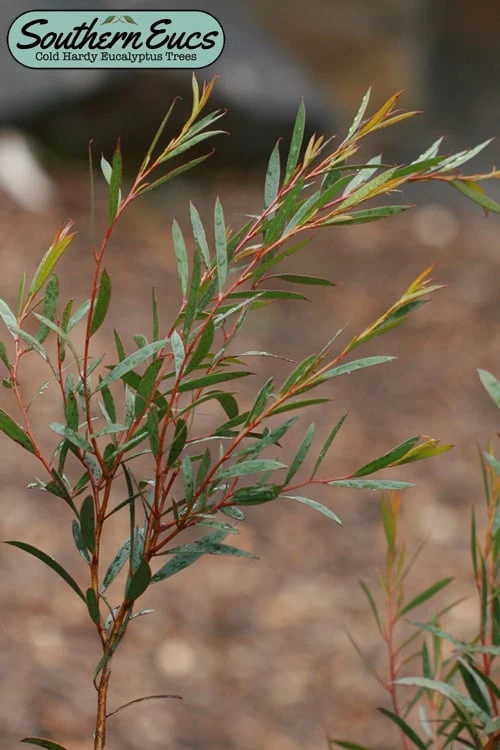 Skinny Minny Hardy Eucalyptus Tree (Eucalyptus Moorei) - 1 Gallon Pot 1 Skinny Minny Hardy Eucalyptus Tree (Eucalyptus Moorei) - 1 Gallon Pot