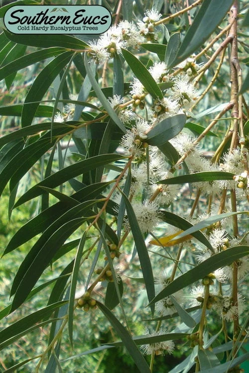 Funky Monkey Cold Hardy Eucalyptus Tree (Eucalyptus Parvula) - Quart Pot 1 Funky Monkey Cold Hardy Eucalyptus Tree (Eucalyptus Parvula) - Quart Pot