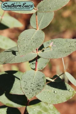 Cab Sav Cold Hardy Eucalyptus Tree (Eucalyptus Rubida) - 2 Gallon Pot