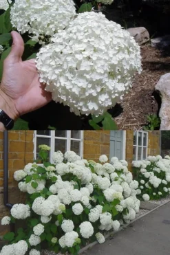 Annabelle Hydrangea - 3 Gallon Pot 16 Annabelle Hydrangea - 3 Gallon Pot -Plants Sales Store hydrangea annabelle 2 500x750 1