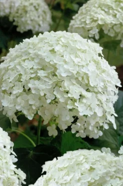 Annabelle Hydrangea - 3 Gallon Pot 17 Annabelle Hydrangea - 3 Gallon Pot -Plants Sales Store hydrangea arborescens annabelle 10