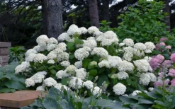 Annabelle Hydrangea - 3 Gallon Pot 15 Annabelle Hydrangea - 3 Gallon Pot -Plants Sales Store hydrangea arborescens annabelle 11