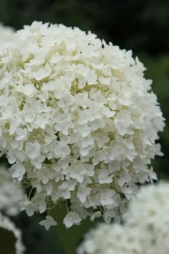 Annabelle Hydrangea - 3 Gallon Pot 14 Annabelle Hydrangea - 3 Gallon Pot -Plants Sales Store hydrangea arborescens annabelle 12