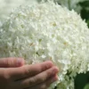 Annabelle Hydrangea - 3 Gallon Pot