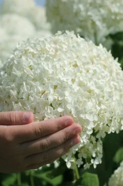 Annabelle Hydrangea - 3 Gallon Pot