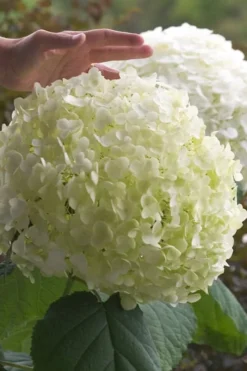 Incrediball Smooth Hydrangea - 3 Gallon Pot -Plants Sales Store hydrangea arborescens incrediball 10