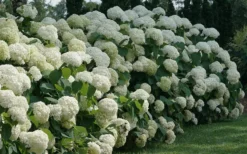 Incrediball Smooth Hydrangea - 3 Gallon Pot -Plants Sales Store hydrangea arborescens incrediball 12
