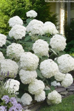 Incrediball Smooth Hydrangea - 3 Gallon Pot -Plants Sales Store hydrangea arborescens incrediball 16