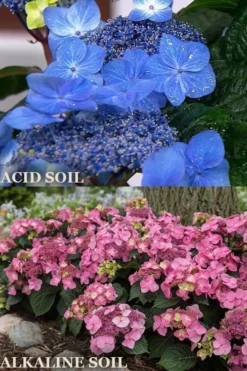 Endless Summer 'Pop Star' Hydrangea - 3 Gallon Pot -Plants Sales Store hydrangea endless summer pop star 1