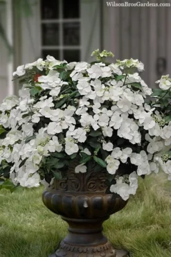 Fairytrail Bride Cascade Hydrangea - 3 Gallon Pot