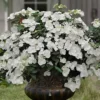 Fairytrail Bride Cascade Hydrangea - 1 Gallon Pot