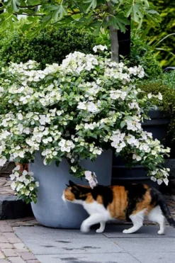 Fairytrail Bride Cascade Hydrangea - 2 Gallon Pot -Plants Sales Store hydrangea fairytrail bride 7