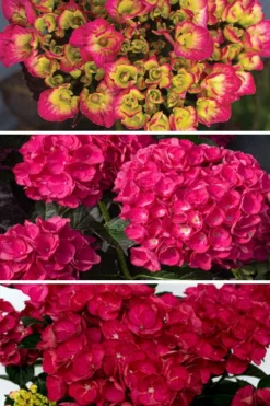 Akadama Hydrangea - 3 Gallon Pot -Plants Sales Store hydrangea macrophylla akadama 3