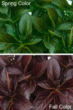 Akadama Hydrangea - 3 Gallon Pot -Plants Sales Store hydrangea macrophylla akadama 4