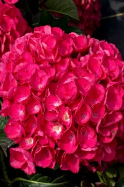 Akadama Hydrangea - 3 Gallon Pot -Plants Sales Store hydrangea macrophylla akadama 6