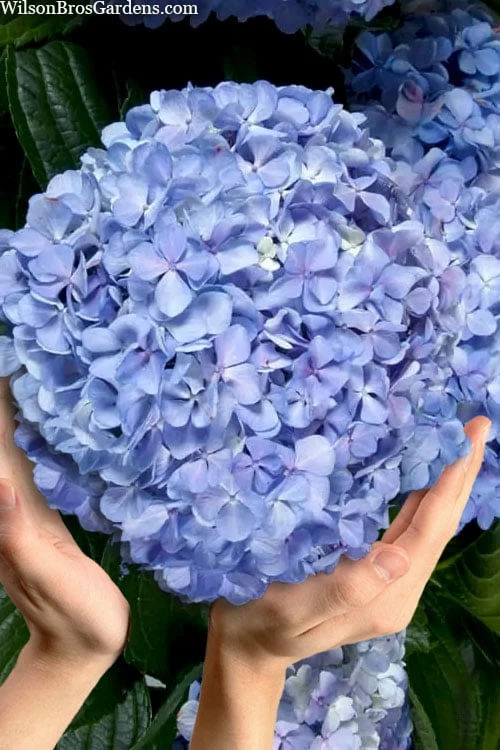 Big Daddy Hydrangea - 2 Gallon Pot 1 Big Daddy Hydrangea - 2 Gallon Pot