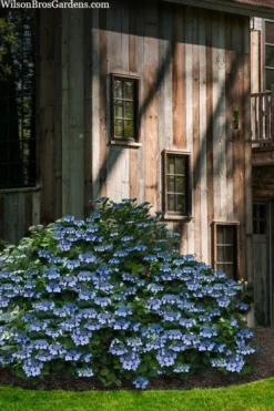 Blue Wave Lacecap Hydrangea - 3 Gallon Pot -Plants Sales Store hydrangea macrophylla blue wave 22