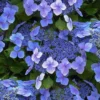 Blue Wave Lacecap Hydrangea - 3 Gallon Pot